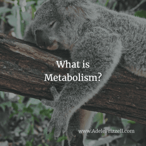 What is Metabolism